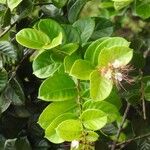 Hirtella paniculata Flor