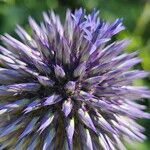 Echinops bannaticus Fula