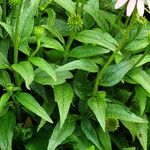 Echinacea purpurea Blatt