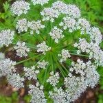 Oenanthe crocata Floare