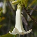 Thiollierea tubiflora Blüte