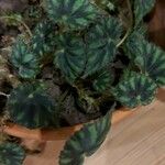 Begonia cleopatrae List