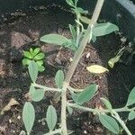 Indigofera oblongifolia Агульны выгляд