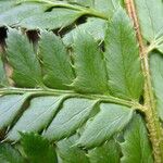 Polystichum setiferum Övriga