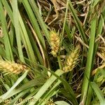 Carex hordeistichos Habitus