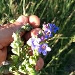 Anchusa officinalisLorea