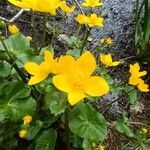 Caltha palustris Flower