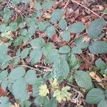 Rubus foliosus Leht