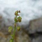 Rumex scutatus Kvet