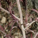 Cordylanthus parviflorus Écorce