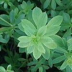 Galium sylvaticum Folha