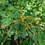 Cuscuta campestrisFeuille