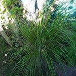 Carex elongata Lorea