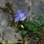 Aquilegia viscosa 整株植物