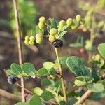 Phyllanthus reticulatusFruit