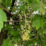 Acer spicatum Blomma