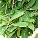 Ficus obtusifolia Leaf