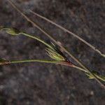 Juncus rechingeri Natur