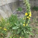 Verbascum densiflorum 花