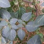 Datura inoxia Leaf