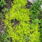 Sedum sarmentosum 葉