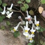 Sarcocapnos enneaphylla Flower