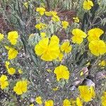 Helianthemum syriacum Flor