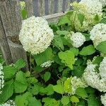 Hydrangea arborescensFlower