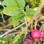 Rosa canina Плод