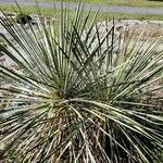 Yucca angustissima Habit