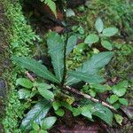 Pseudelephantopus spicatus Celota