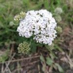 Achillea nobilisКвітка