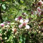 Rubus steudneri Flower