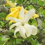 Gardenia volkensii Fleur