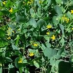 Coronilla scorpioides Celota