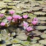 Nymphaea rubra Flower