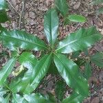 Magnolia virginiana Blatt