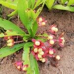 Brackenridgea arenaria Плод