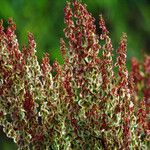 Rumex thyrsiflorus Flower