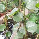 Cissus rotundifolia Blad