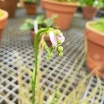 Drosera filiformisFiore