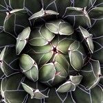 Agave victoriae-reginae叶