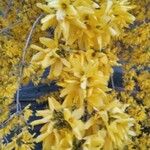 Forsythia suspensaফুল