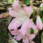 Amaryllis belladonnaFloare