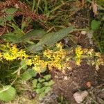 Solidago virgaureaFlower