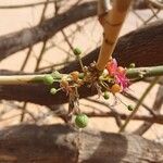 Capparis decidua Fruit