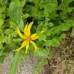 Helianthus divaricatus Цветок