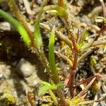 Arenaria conimbricensis برگ