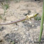 Streptanthus simulans Fruit