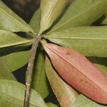 Miconia albicans Fruchs